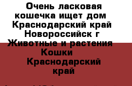 Очень ласковая кошечка ищет дом - Краснодарский край, Новороссийск г. Животные и растения » Кошки   . Краснодарский край